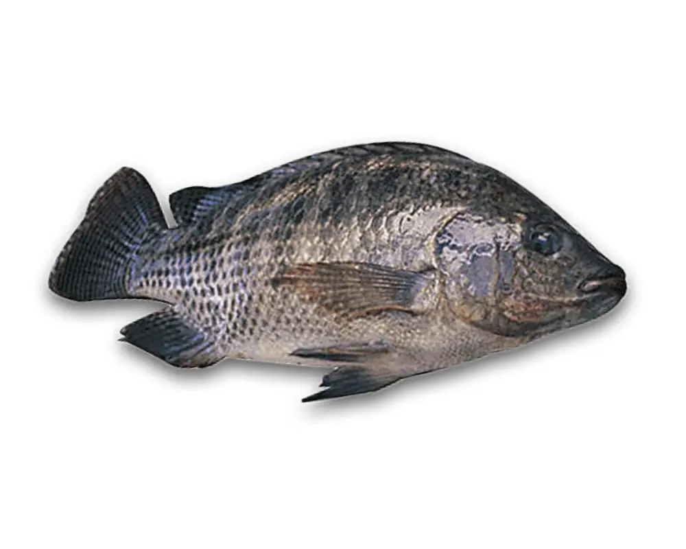 Wass (Tilapia)